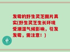 发霉的野生灵芝图片真实(野生灵芝生长环境受潮湿气候影响，引发发霉，需注意！)