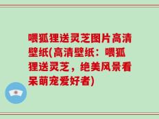 喂狐狸送灵芝图片高清壁纸(高清壁纸：喂狐狸送灵芝，绝美风景看呆萌宠爱好者)