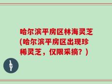 哈尔滨平房区林海灵芝(哈尔滨平房区出现珍稀灵芝，仅限采摘？)