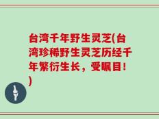 台湾千年野生灵芝(台湾珍稀野生灵芝历经千年繁衍生长，受瞩目！)