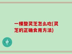 一棵整灵芝怎么吃(灵芝的正确食用方法)