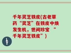 千年灵芝铁皮(古老草药“灵芝”在铁皮中焕发生机，世间珍宝 “千年灵芝铁皮”)