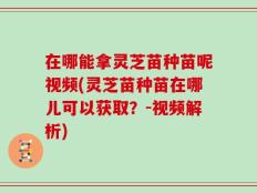 在哪能拿灵芝苗种苗呢视频(灵芝苗种苗在哪儿可以获取？-视频解析)