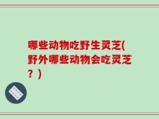 哪些动物吃野生灵芝(野外哪些动物会吃灵芝？)