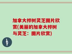 加拿大桦树灵芝图片欣赏(美丽的加拿大桦树与灵芝：图片欣赏)