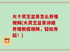 大个灵芝盆景怎么养殖视频(大灵芝盆景详细养殖教程视频，轻松养起！)