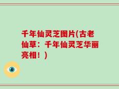 千年仙灵芝图片(古老仙草：千年仙灵芝华丽亮相！)