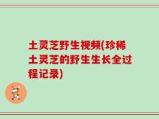 土灵芝野生视频(珍稀土灵芝的野生生长全过程记录)