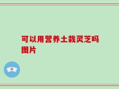 可以用营养土栽灵芝吗图片