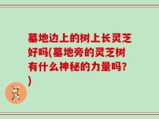 墓地边上的树上长灵芝好吗(墓地旁的灵芝树有什么神秘的力量吗？)