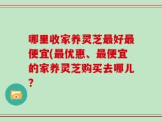 哪里收家养灵芝最好最便宜(最优惠、最便宜的家养灵芝购买去哪儿？