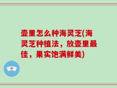 壶里怎么种海灵芝(海灵芝种植法，放壶里最佳，果实饱满鲜美)