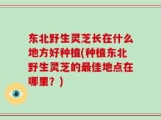 东北野生灵芝长在什么地方好种植(种植东北野生灵芝的最佳地点在哪里？)
