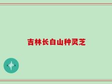 吉林长白山种灵芝