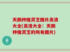 天鹅种植灵芝图片高清大全(高清大全：天鹅种植灵芝的所有图片)