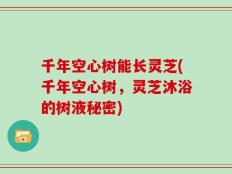 千年空心树能长灵芝(千年空心树，灵芝沐浴的树液秘密)