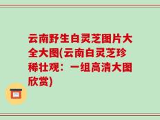 云南野生白灵芝图片大全大图(云南白灵芝珍稀壮观：一组高清大图欣赏)