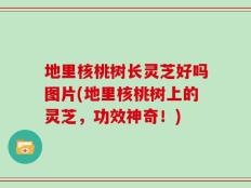 地里核桃树长灵芝好吗图片(地里核桃树上的灵芝，功效神奇！)