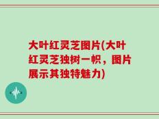 大叶红灵芝图片(大叶红灵芝独树一帜，图片展示其独特魅力)