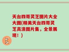 天台四哥灵芝图片大全大图(精美天台四哥灵芝高清图片集，全景展现！)