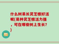 什么树易长灵芝根好活呢(易种灵芝根活力强，可在哪些树上生长？)