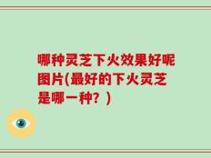 哪种灵芝下火效果好呢图片(最好的下火灵芝是哪一种？)