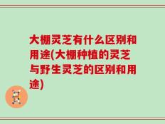 大棚灵芝有什么区别和用途(大棚种植的灵芝与野生灵芝的区别和用途)