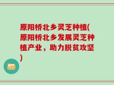原阳桥北乡灵芝种植(原阳桥北乡发展灵芝种植产业，助力脱贫攻坚)