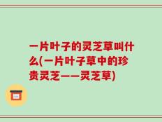一片叶子的灵芝草叫什么(一片叶子草中的珍贵灵芝——灵芝草)