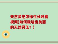 天然灵芝怎样生长好看视频(如何栽培出美丽的天然灵芝？)