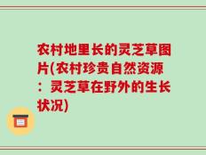 农村地里长的灵芝草图片(农村珍贵自然资源：灵芝草在野外的生长状况)