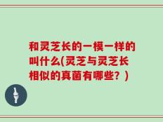 和灵芝长的一模一样的叫什么(灵芝与灵芝长相似的真菌有哪些？)