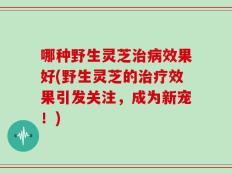 哪种野生灵芝治病效果好(野生灵芝的治疗效果引发关注，成为新宠！)