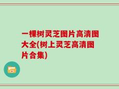 一棵树灵芝图片高清图大全(树上灵芝高清图片合集)