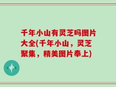 千年小山有灵芝吗图片大全(千年小山，灵芝聚集，精美图片奉上)