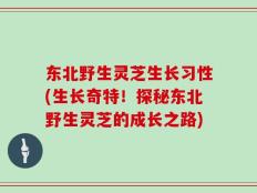 东北野生灵芝生长习性(生长奇特！探秘东北野生灵芝的成长之路)