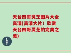 天台四哥灵芝图片大全高清(高清大片！欣赏天台四哥灵芝的完美之美)