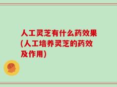 人工灵芝有什么药效果(人工培养灵芝的药效及作用)