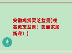 安徽观赏灵芝盆景(观赏灵芝盆景：美丽家居新宠！)