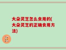 大朵灵芝怎么食用的(大朵灵芝的正确食用方法)