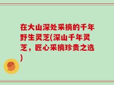 在大山深处采摘的千年野生灵芝(深山千年灵芝，匠心采摘珍贵之选)