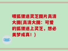 喂狐狸送灵芝图片高清大图(高清大图：可爱的狐狸送上灵芝，想必美梦成真！)