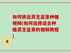 如何挑选灵芝盆景种植视频(如何选择适合种植灵芝盆景的视频教程)