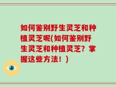 如何鉴别野生灵芝和种植灵芝呢(如何鉴别野生灵芝和种植灵芝？掌握这些方法！)