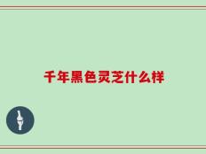 千年黑色灵芝什么样