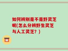 如何辨别是不是野灵芝呢(怎么分辨野生灵芝与人工灵芝？)