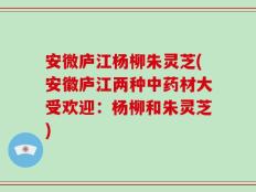 安微庐江杨柳朱灵芝(安徽庐江两种中药材大受欢迎：杨柳和朱灵芝)