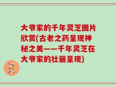 大爷家的千年灵芝图片欣赏(古老之药呈现神秘之美——千年灵芝在大爷家的壮丽呈现)