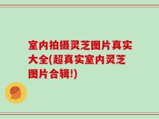 室内拍摄灵芝图片真实大全(超真实室内灵芝图片合辑!)