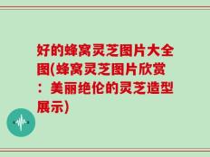 好的蜂窝灵芝图片大全图(蜂窝灵芝图片欣赏：美丽绝伦的灵芝造型展示)